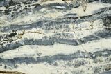 Mammoth Molar Slice With Case - South Carolina #349968-2